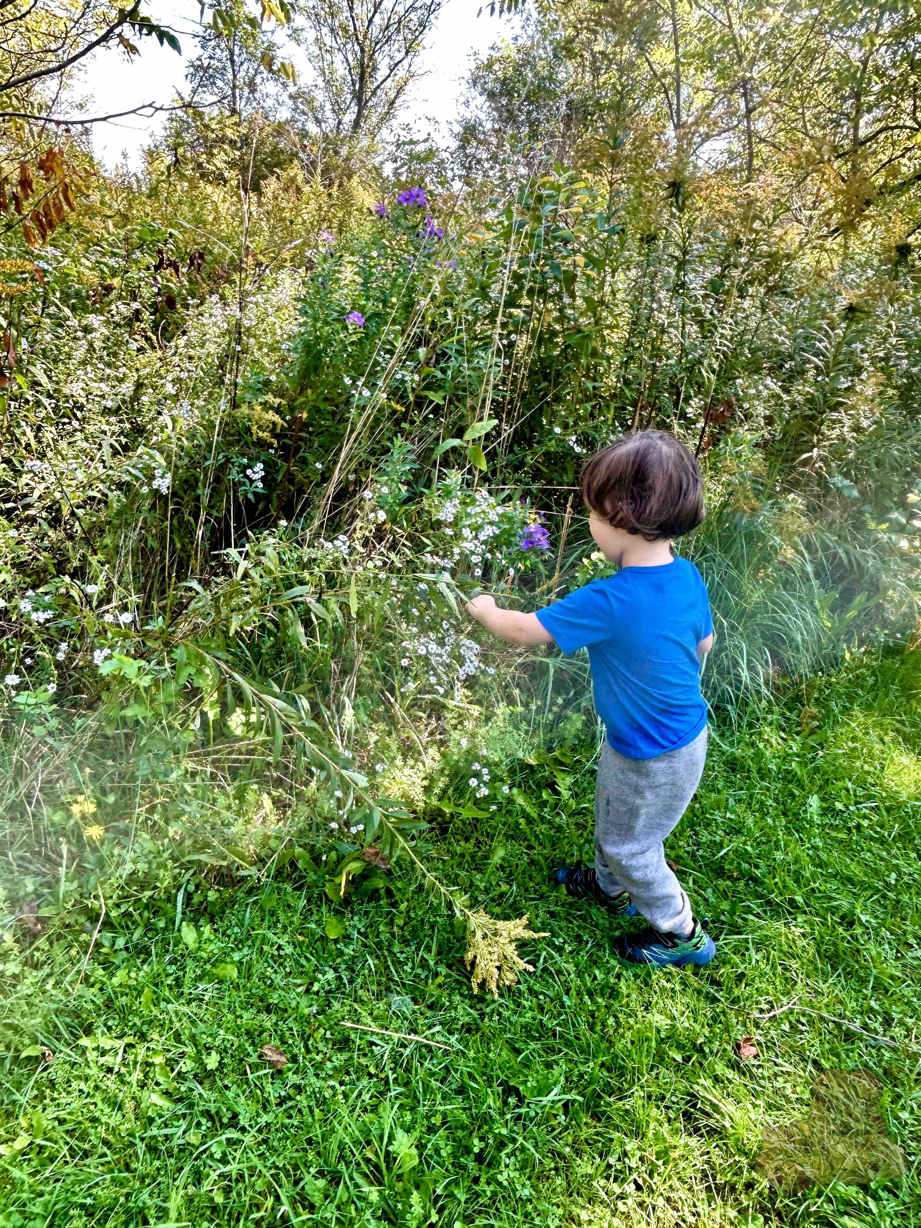 A little boy in a blu shirt looking at flowers along a grassy trail