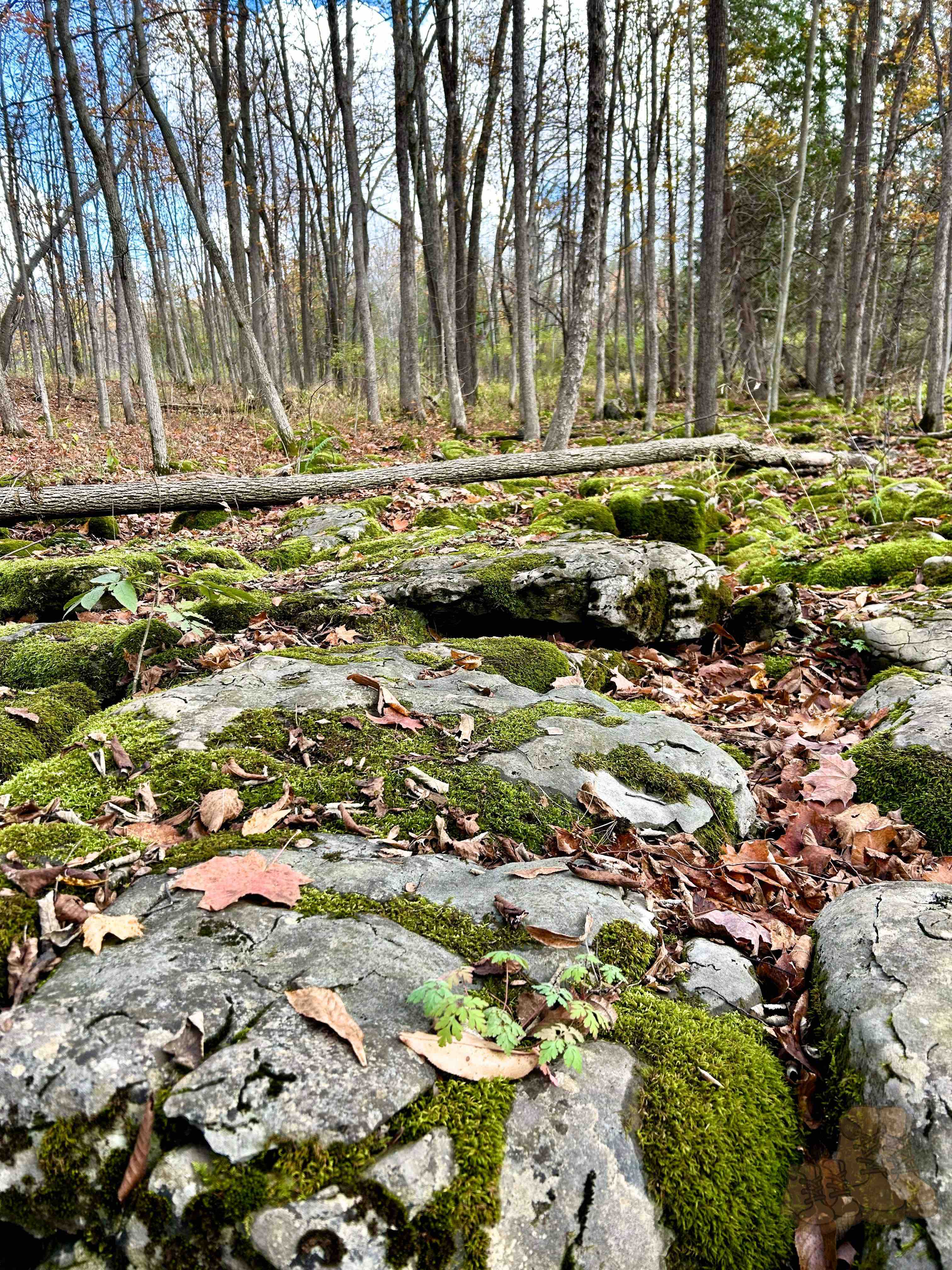 An autumnal view of moss covered rocks in a forest